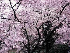 4月上旬はお宿周辺がパーツと桜色に染まり春の風情たっぷり