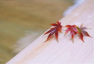 温泉にもみじ