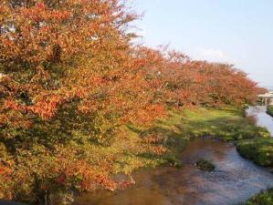 玉湯川堤防の紅葉