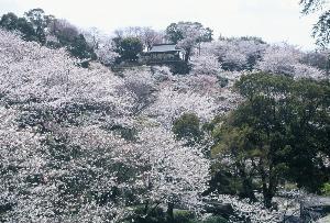 菊池公園（桜）
