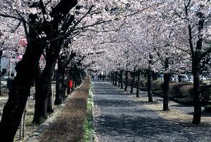菊池神社参道（桜）