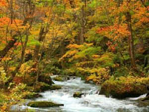 紅葉の奥入瀬渓流