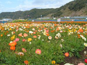 館山ファミリーパークのポピー畑≪12月上旬からゴールデンウィークまで花摘みができます≫