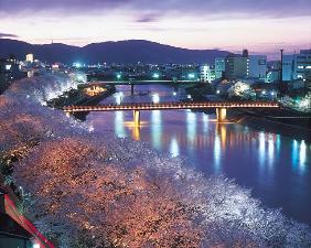 足羽川桜