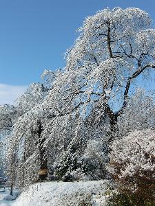 親切で、桜が咲いたような「タッコクのいわや」のしだれ桜