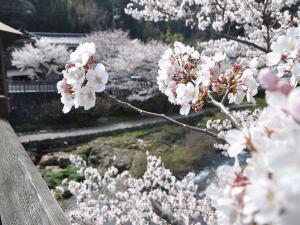 大寧寺などの桜スポットも徒歩で行けます♪