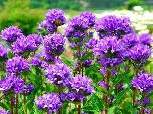 ☆シクラフト街道沿いの花園☆