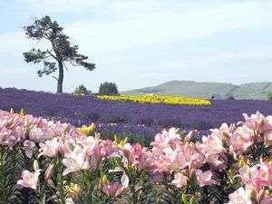 アトムの丘　展望花畑
