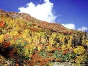 旭岳の紅葉