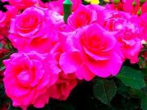 秩父別バラ園・バラの花