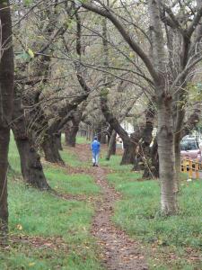桜と桜の間の散歩道