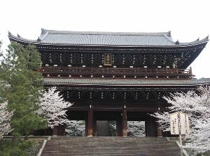 知恩院　三門（国宝）桜