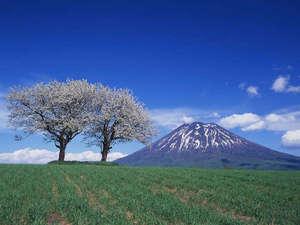 ニセコのシンボル「羊蹄山」と桜