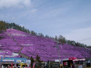 東藻琴芝桜公園(ホテルより30分)