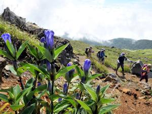 「りんどう」…【那須岳周辺】8月末頃～9月上旬