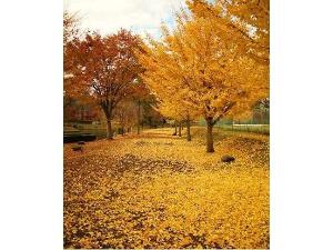 紅葉 宿前那珂川公園１１月頃～