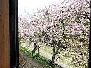 お部屋から眺める桜並木と夏油川