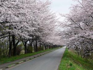 瀬美温泉より車で３５分、みちのく３大桜北上展勝地