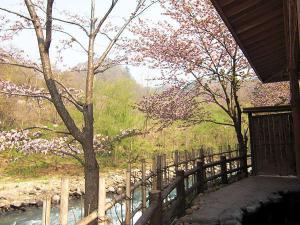女性専用露天風呂「せせらぎの湯」２本の桜が見れます