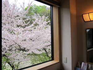 春桜満開の時には色鮮やかな桜をお部屋からご堪能いただけます。お風呂付客室「萌黄」