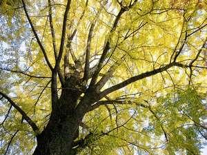 信貴山寺内の大銀杏。紅葉シーズンに必見です。
