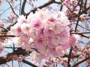 伊豆高原に咲く早咲の”おおかん桜”3月14日現在満開です。