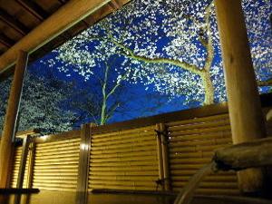 桜の時期の露天風呂「白山市之瀬」