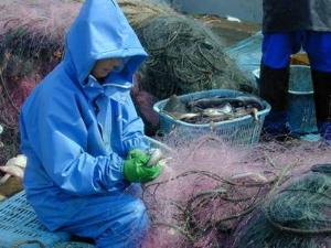 スケソウダラ　網はずし
