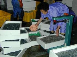 水揚げされたばかりの小女子　10キロずつ計量