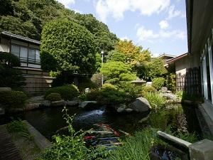 ラウンジから眺望の店主こだわりの純日本庭園の池では店主自慢の錦鯉が愉しそうに泳いでいます