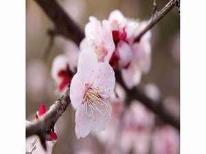 すみよし桜