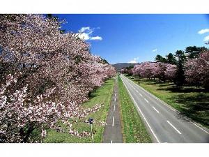 二十間道路の桜並木