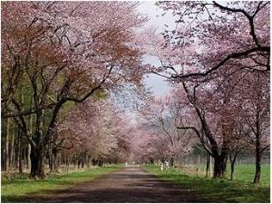 桜並木の花のトンネル