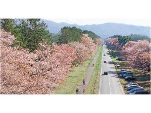 北海道有数の桜並木