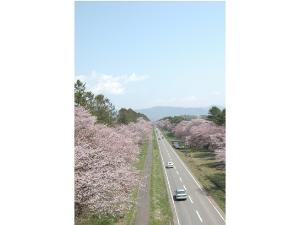 ７キロにも渡って咲き乱れます