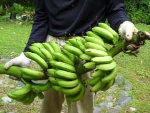 庭で取れたバナナ