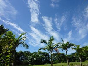 夏 ガーデンより