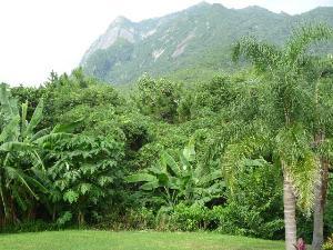 テラスより望む庭