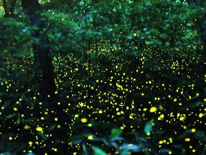 日没30分、ヤエヤマボタルが発する幻想的な光の様子（イメージ）