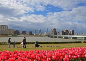 新潟の県花であるチューリップは全国出荷量日本１です！