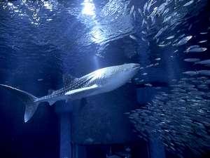 海遊館のジンベイザメの海くん