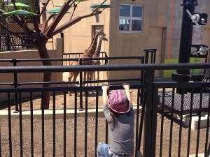 今年の旭山動物園のオススメは、「キリン舎」＆「カバ館」♪