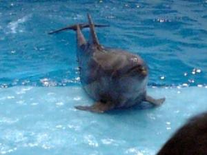 GR:かごしま水族館イルカ