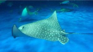 GR:かごしま水族館エイ