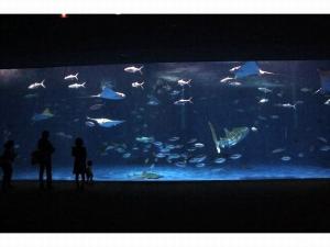 GR:かごしま水族館
