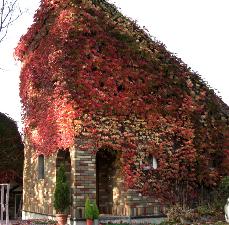 紅葉のコンドミニアムコテッジ