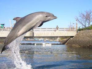 ファミリーにも大人気！当館より車で約5分「鹿児島水族館」！