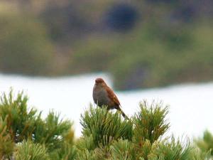 【旭岳の自然】旭岳は希少な野鳥の住処です