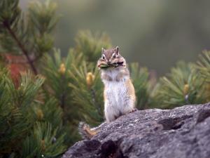 【夏】大雪山にはリスをはじめ、様々な動物が生息