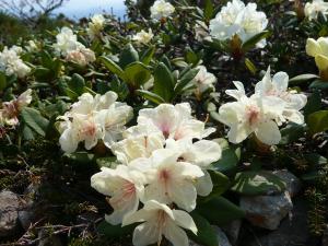 キバナシャクナゲ・姿見平の標準開花時期は６月中旬～下旬です